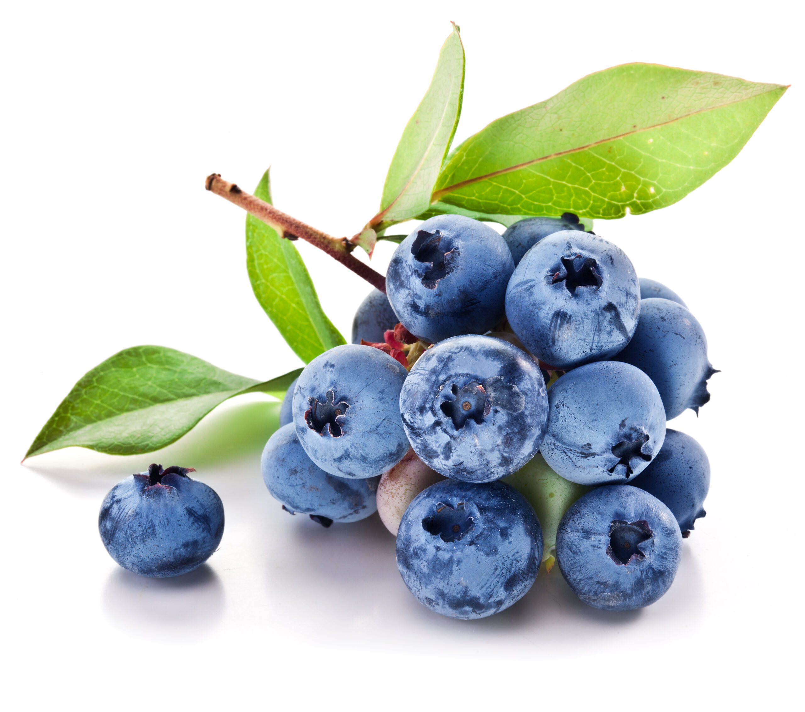 παραγωγή blueberry